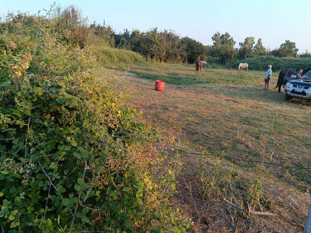 Πήλιο: Aποπειράθηκε να βιάσει θηλυκή φοράδα
