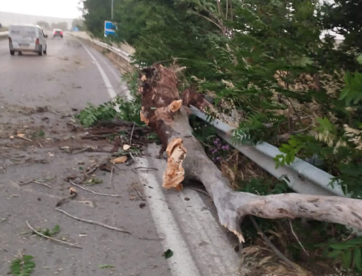 Πτώση δέντρου στην άκρη του οδοστρώματος στη διασταύρωση της Βαμβακούς Φαρσάλων, μετά τη μετακίνησή του από διερχόμενους οδηγούς στην Παλαιά Εθνική Οδό.