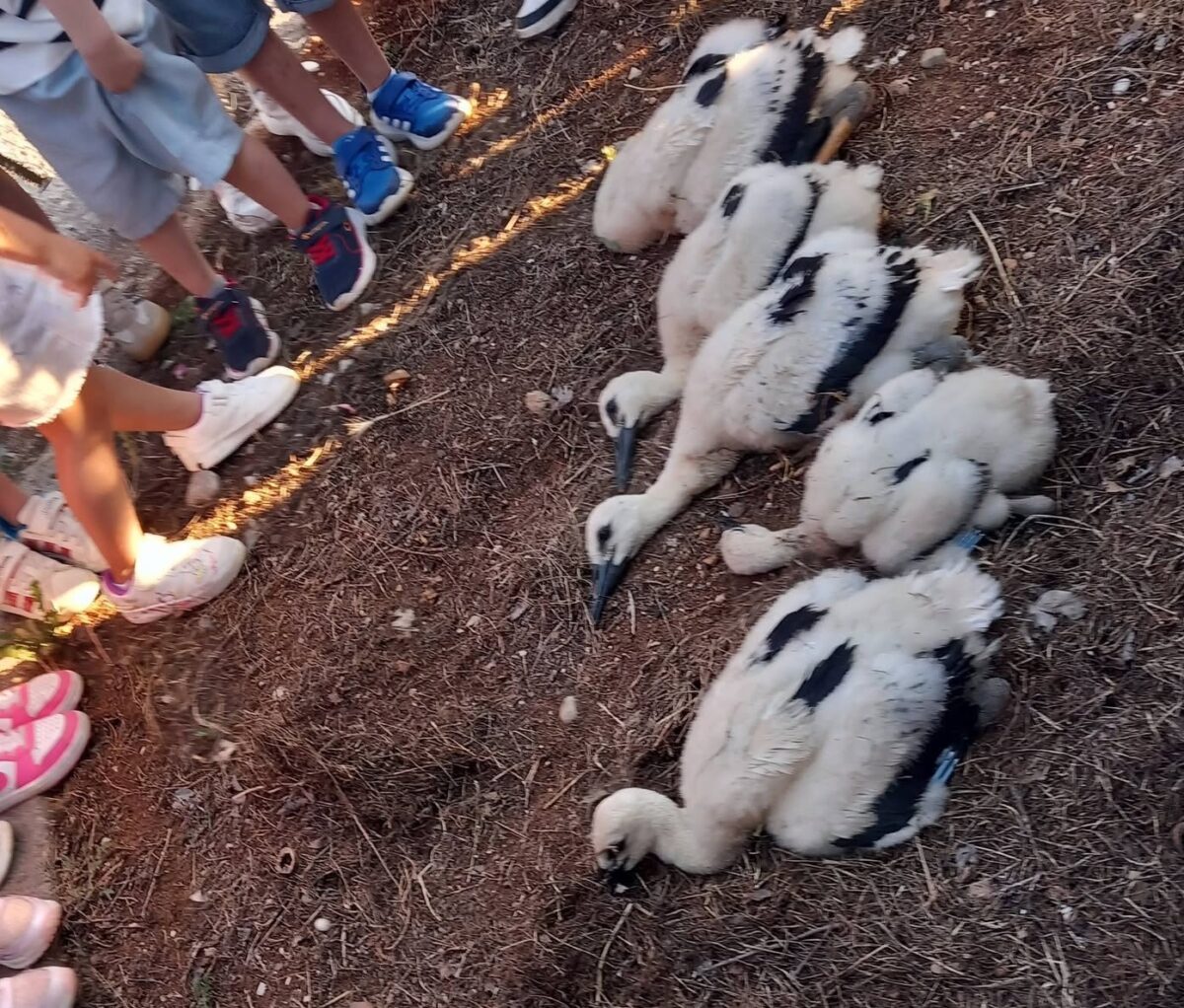 Φάρσαλα: Δράση δακτυλίωσης νεοσσών πελαργών από τους «Ενεργούς Πολίτες»